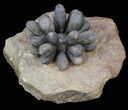 Club Urchin (Firmacidaris) Fossil - Jurassic #39145-2